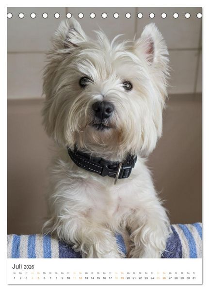 Produktbild: Der Westie - Portrait eines West Highland White Terriers (Tischkalender 2026 DIN A5 hoch), CALVENDO Monatskalender