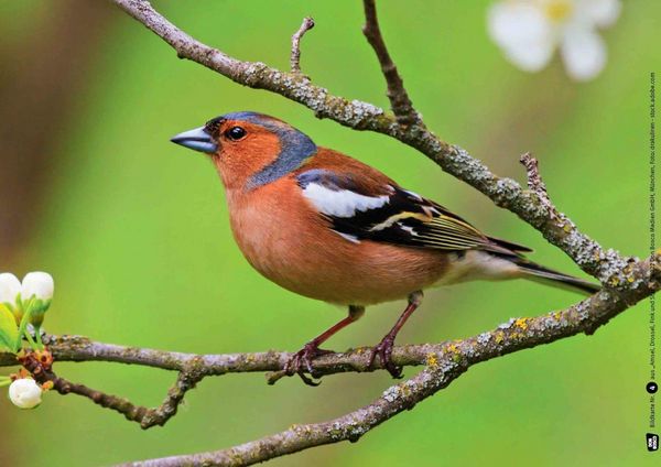 Produktbild: Amsel, Drossel, Fink und Star. Die V&ouml;gel in unserem Garten. Kamishibai Bildkarten und Memo-Spiel