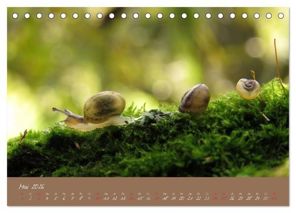 Produktbild: Schneckchen (Tischkalender 2026 DIN A5 quer), CALVENDO Monatskalender