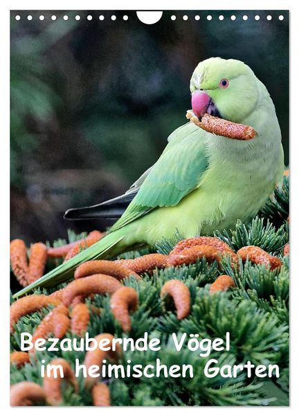 Produktbild: Bezaubernde V&ouml;gel im heimischen Garten (Wandkalender 2026 DIN A4 hoch), CALVENDO Monatskalender