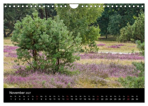 Produktbild: L&uuml;neburger Heide (Wandkalender 2027 DIN A4 quer), CALVENDO Monatskalender