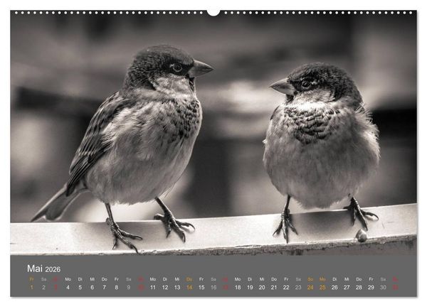Produktbild: Tierische Augenblicke in Schwarz-Wei&szlig; (hochwertiger Premium Wandkalender 2026 DIN A2 quer), Kunstdruck in Hochglanz