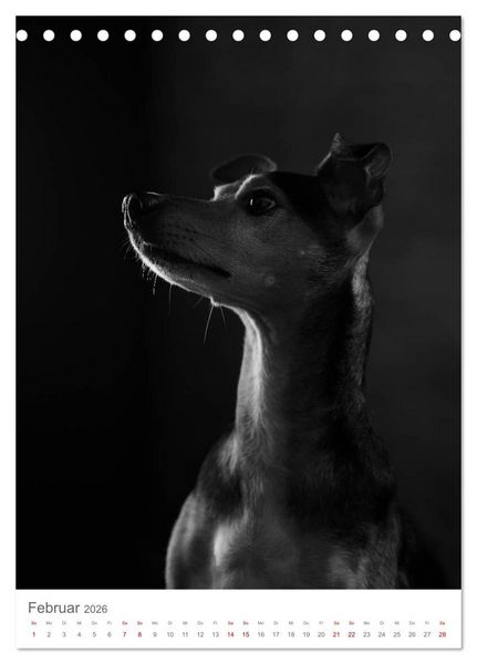 Produktbild: Fine Art Hundeportraits (Tischkalender 2026 DIN A5 hoch), CALVENDO Monatskalender