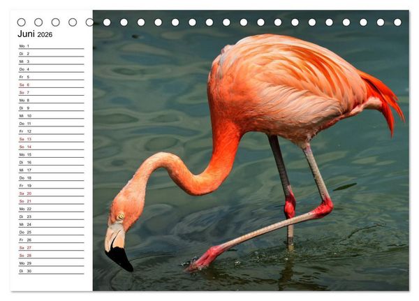 Produktbild: Elegante Flamingo (Tischkalender 2026 DIN A5 quer), CALVENDO Monatskalender