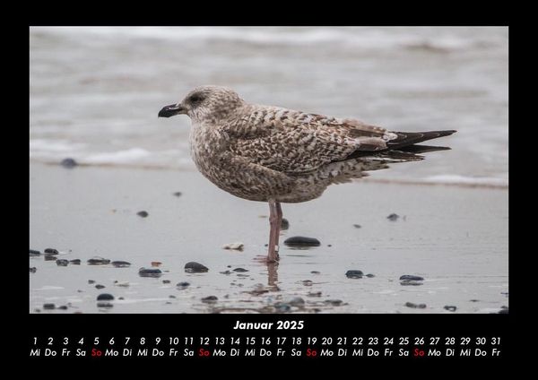 Produktbild: Vogelparadies 2025 Fotokalender DIN A3