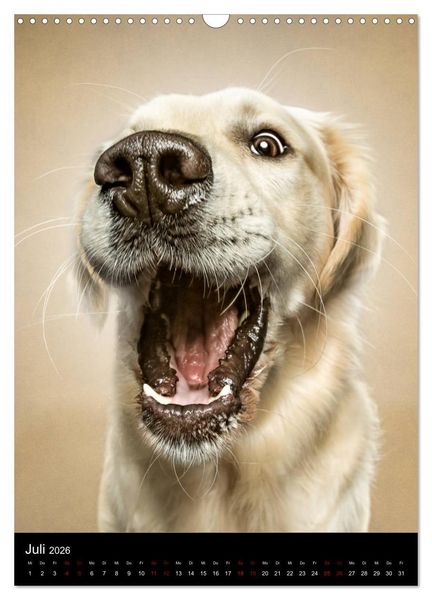 Produktbild: Funny Faces - Lustige Hundebilder (Wandkalender 2026 DIN A3 hoch), CALVENDO Monatskalender