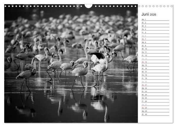 Produktbild: Flamingo Impressionen 2026 (Wandkalender 2026 DIN A3 quer), CALVENDO Monatskalender