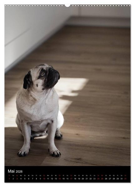 Produktbild: Das Mops-Jahr 2026 (Wandkalender 2026 DIN A2 hoch), CALVENDO Monatskalender