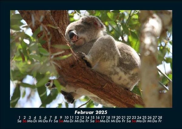 Produktbild: Koala 2025 Fotokalender DIN A5
