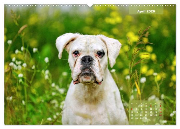 Produktbild: Einmal Boxer - immer Boxer (hochwertiger Premium Wandkalender 2026 DIN A2 quer), Kunstdruck in Hochglanz