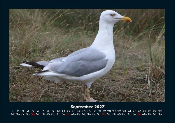 Produktbild: V&ouml;gel 2027 Fotokalender DIN A4