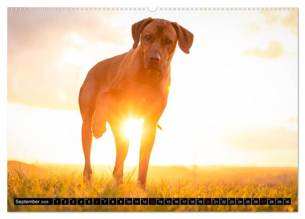 Produktbild: Ridgeback King (Wandkalender 2026 DIN A2 quer), CALVENDO Monatskalender