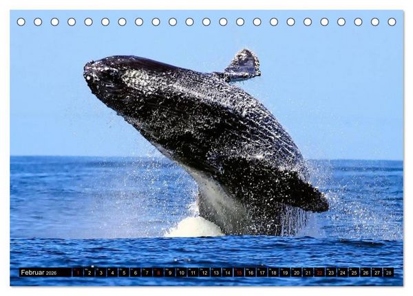 Produktbild: Wale - Kolosse der Meere (Tischkalender 2026 DIN A5 quer), CALVENDO Monatskalender