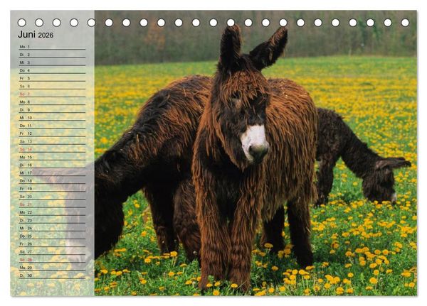 Produktbild: Esel. H&uuml;bsch, klug und flei&szlig;ig (Tischkalender 2026 DIN A5 quer), CALVENDO Monatskalender