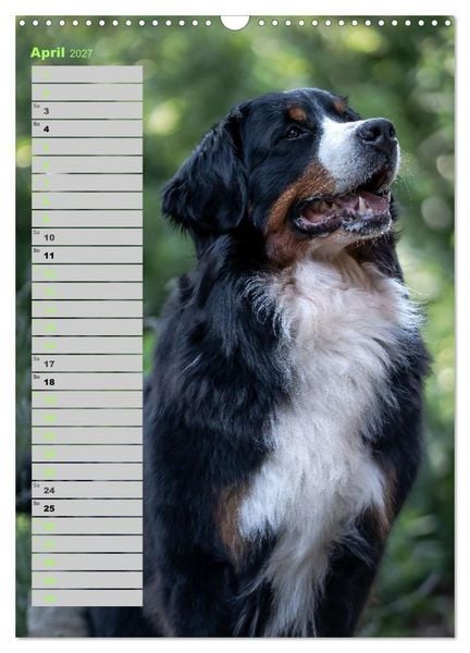 Produktbild: Berner Sennenhunde im Laufe der Jahreszeiten (Wandkalender 2027 DIN A3 hoch), CALVENDO Monatskalender