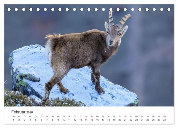 Produktbild: Steinbock - K&ouml;nig der Alpen (Tischkalender 2026 DIN A5 quer), CALVENDO Monatskalender