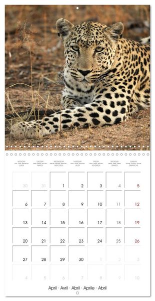Produktbild: Namibian Adventure (Wall Calendar 2026 12 &times; 12 Inch) CALVENDO 12 Month Wall Calendar