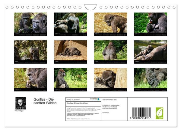 Produktbild: Gorillas - Die sanften Wilden (Wandkalender 2026 DIN A4 quer), CALVENDO Monatskalender