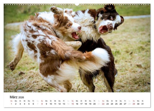 Produktbild: Australian Shepherd - Traum auf vier Pfoten (hochwertiger Premium Wandkalender 2026 DIN A2 quer), Kunstdruck in Hochglanz