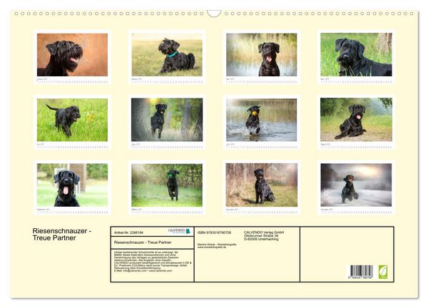Produktbild: Riesenschnauzer - Treue Partner (Wandkalender 2027 DIN A2 quer), CALVENDO Monatskalender
