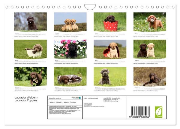 Produktbild: Labrador Welpen - Labrador Puppies (Wandkalender 2027 DIN A4 quer), CALVENDO Monatskalender