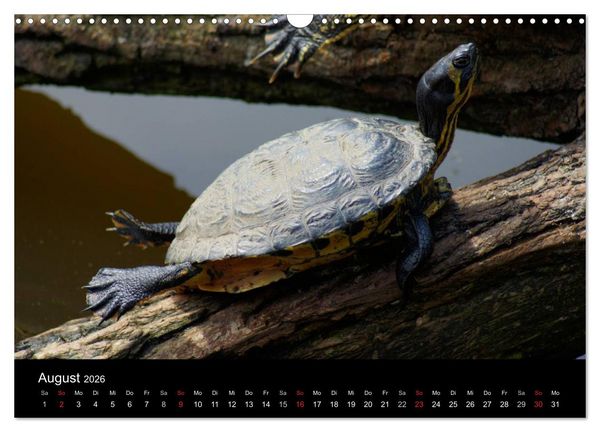 Produktbild: Das Leben der Schildkr&ouml;ten (Wandkalender 2026 DIN A3 quer), CALVENDO Monatskalender