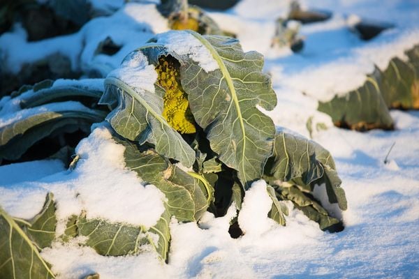Frisches Gemüse im Winter ernten