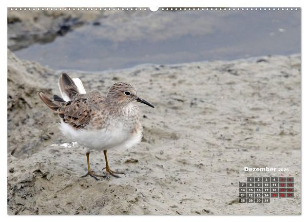 Produktbild: Limikolen - Watv&ouml;gel Europas (Wandkalender 2026 DIN A2 quer), CALVENDO Monatskalender