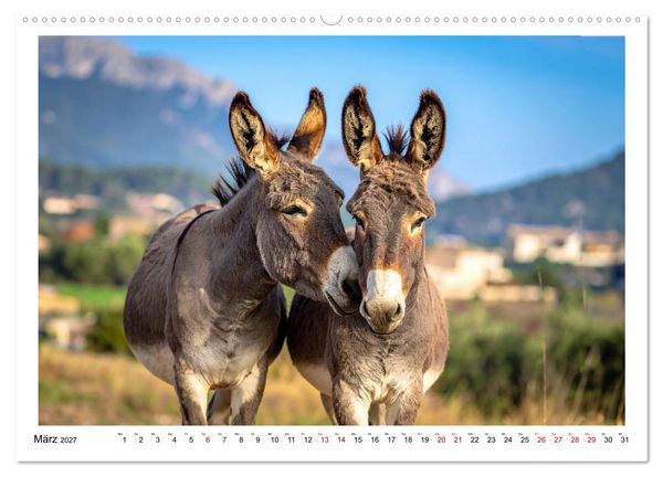 Produktbild: Kleine und gro&szlig;e Eselein (Wandkalender 2027 DIN A2 quer), CALVENDO Monatskalender