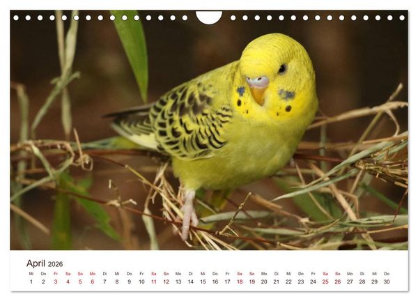 Produktbild: Wellensittiche - der NEUE Kalender (Wandkalender 2026 DIN A4 quer), CALVENDO Monatskalender