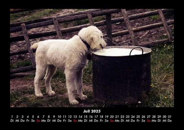 Produktbild: Welpen 2025 Fotokalender DIN A3