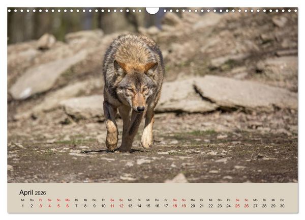 Produktbild: Wolfsrudel (Wandkalender 2026 DIN A3 quer), CALVENDO Monatskalender