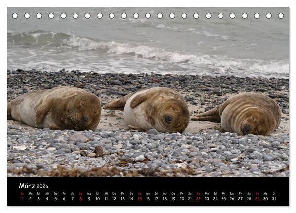 Produktbild: Kegelrobben und Seehunde (Tischkalender 2026 DIN A5 quer), CALVENDO Monatskalender