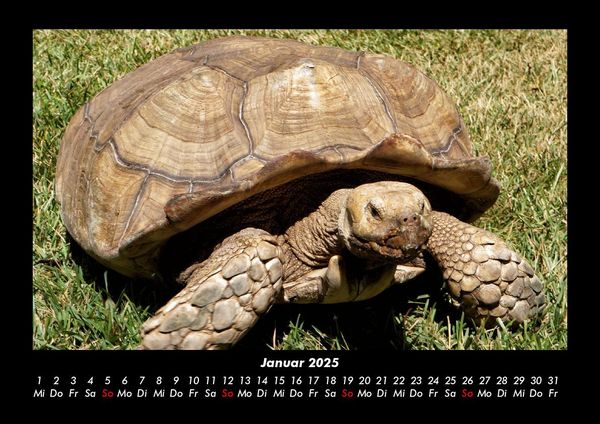 Produktbild: Schildkr&ouml;tenzauber 2025 Fotokalender DIN A3