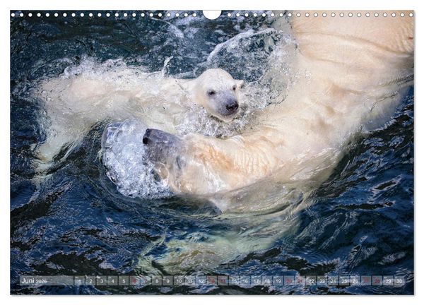 Produktbild: Tierisch BEWEGENDE Momente (Wandkalender 2026 DIN A3 quer), CALVENDO Monatskalender