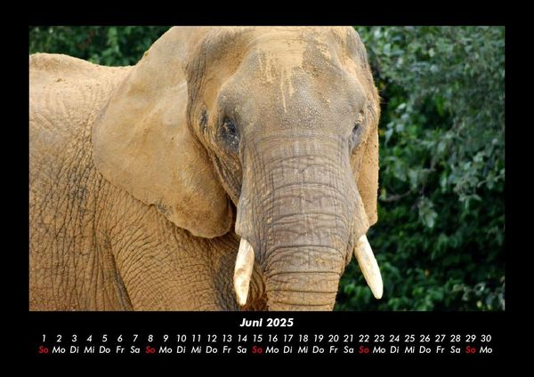 Produktbild: Welt der Tiere 2025 Fotokalender DIN A3
