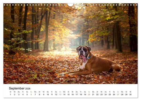 Produktbild: Deutscher Boxer (Wandkalender 2026 DIN A3 quer), CALVENDO Monatskalender