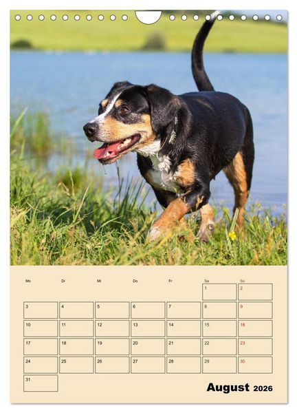 Produktbild: Jahresplaner Entlebucher Sennenhund (Wandkalender 2026 DIN A4 hoch), CALVENDO Monatskalender