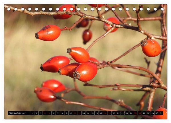 Produktbild: Naturwunder Wald (Tischkalender 2027 DIN A5 quer), CALVENDO Monatskalender