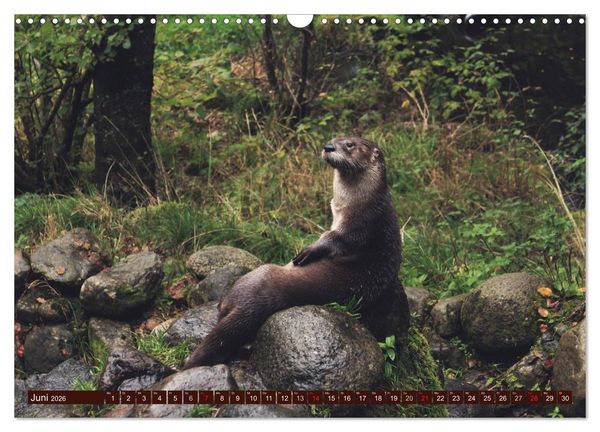 Produktbild: Otter. Frech, laut und clever (Wandkalender 2026 DIN A3 quer), CALVENDO Monatskalender
