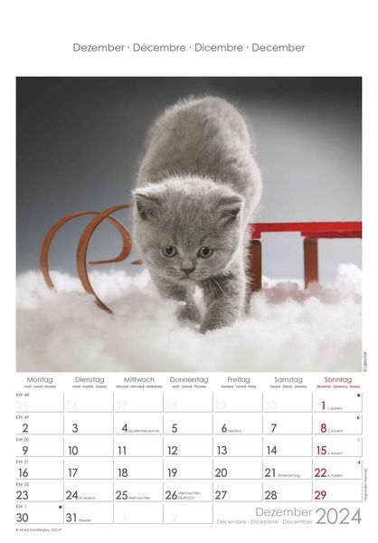 Katzen 2024 Bildkalender 23,7x34 cm Kalender mit Platz für Notizen  mit vielen Zusatzinformationen Cats Wandkalender Alpha Edition'  'Wandkalender'