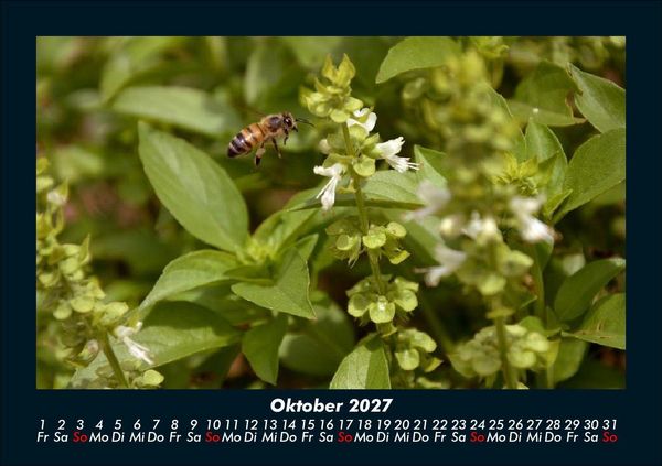 Produktbild: Bienen 2027 Fotokalender DIN A5