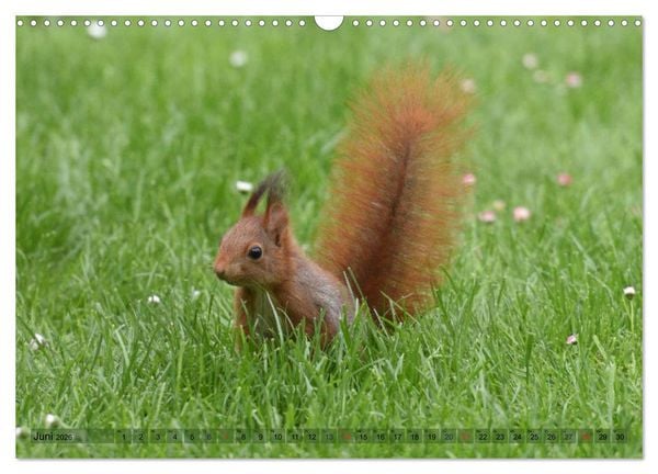 Produktbild: Neuer Spa&szlig; mit Eichh&ouml;rnchen-Kindern (Wandkalender 2026 DIN A3 quer), CALVENDO Monatskalender