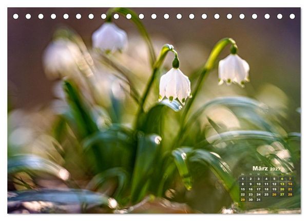 Produktbild: Waldspazierg&auml;nge: Entspannen - Kraft tanken - Besinnen auf sich selbst (Tischkalender 2027 DIN A5 quer), CALVENDO Monatskalender