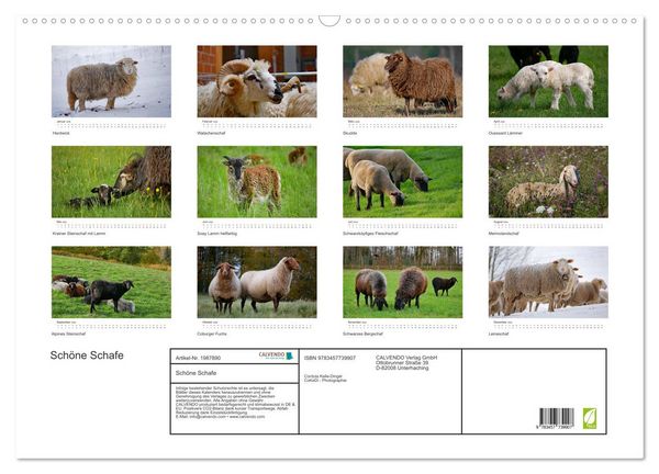 Produktbild: Sch&ouml;ne Schafe (Wandkalender 2026 DIN A2 quer), CALVENDO Monatskalender