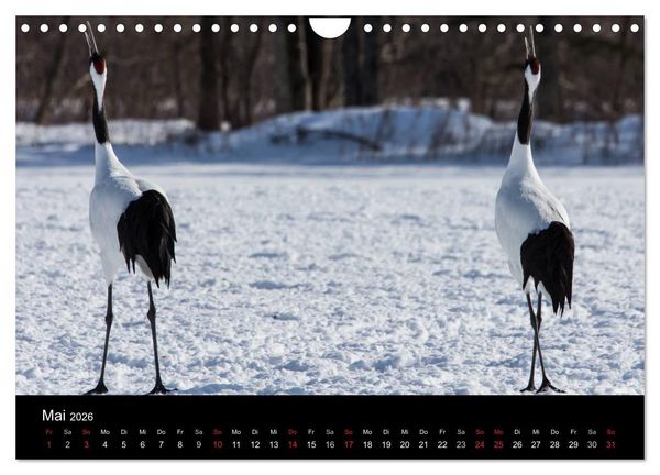 Produktbild: Mandschurenkraniche (Wandkalender 2026 DIN A4 quer), CALVENDO Monatskalender
