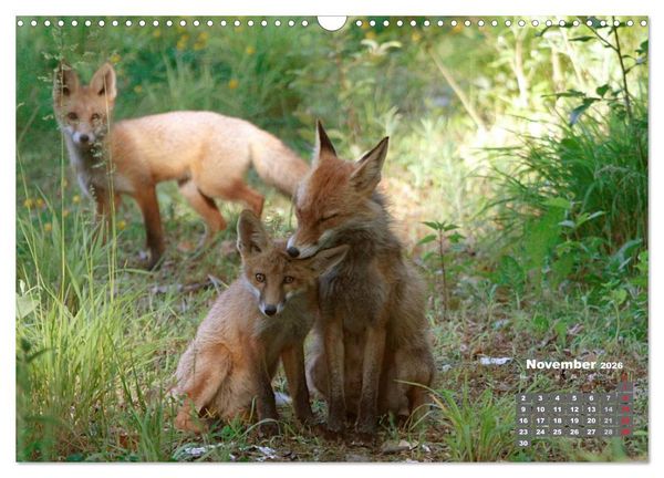 Produktbild: Familie Fuchs hautnah in Berlin (Wandkalender 2026 DIN A3 quer), CALVENDO Monatskalender