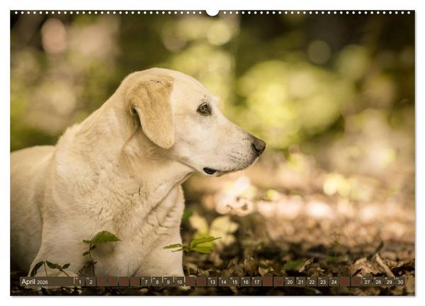 Produktbild: Labrador Trio - 3 Farben, 3 Freunde (hochwertiger Premium Wandkalender 2026 DIN A2 quer), Kunstdruck in Hochglanz