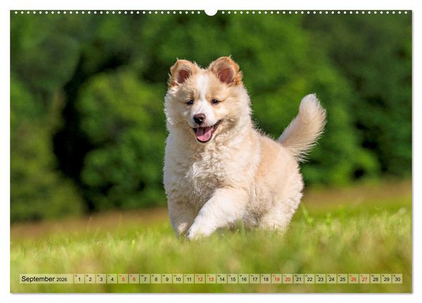 Produktbild: Bezaubernde Islandhundewelpen (Wandkalender 2026 DIN A2 quer), CALVENDO Monatskalender