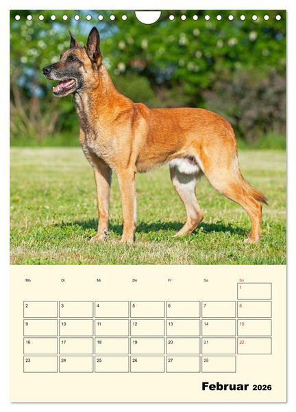 Produktbild: Familienplaner Tausendsassa Malinois (Wandkalender 2026 DIN A4 hoch), CALVENDO Monatskalender